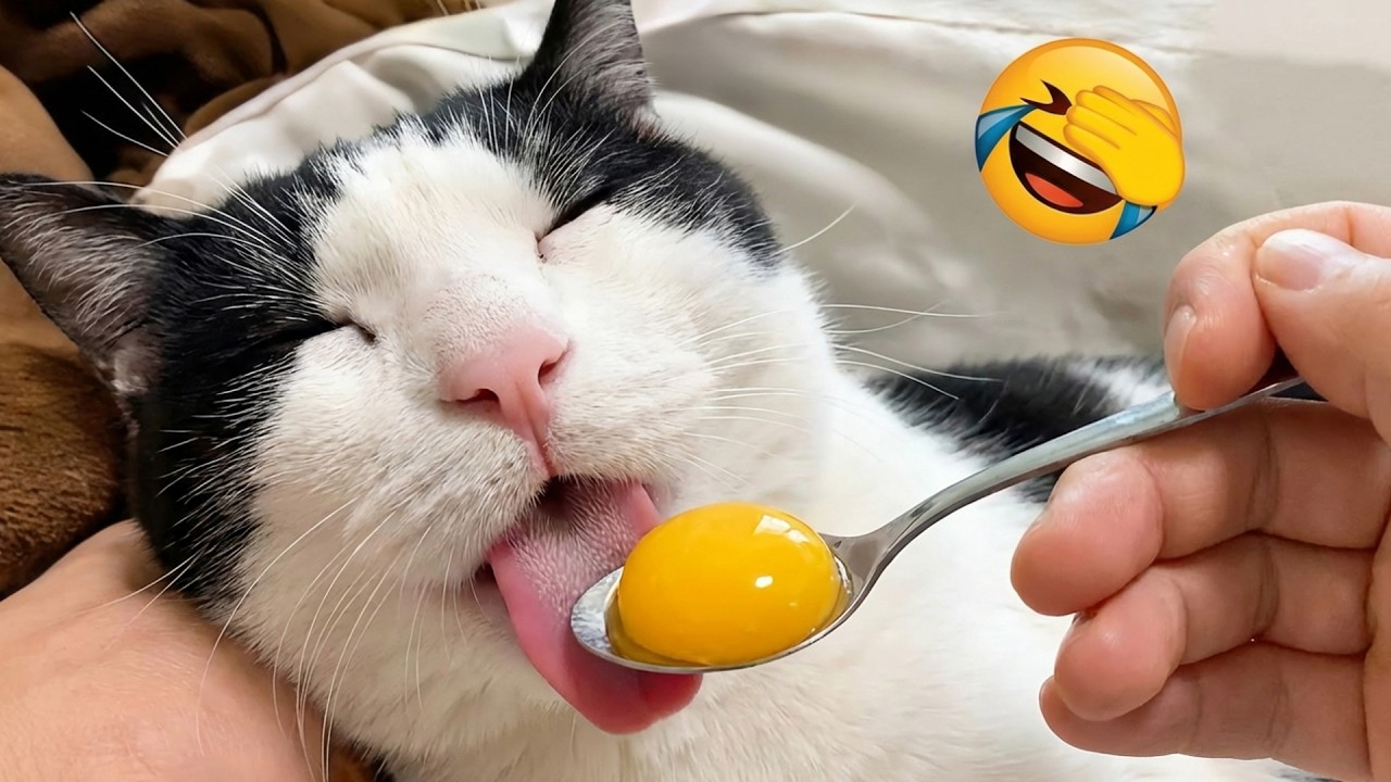 Funny animals that will instantly boost your mood 😄 - YouTube