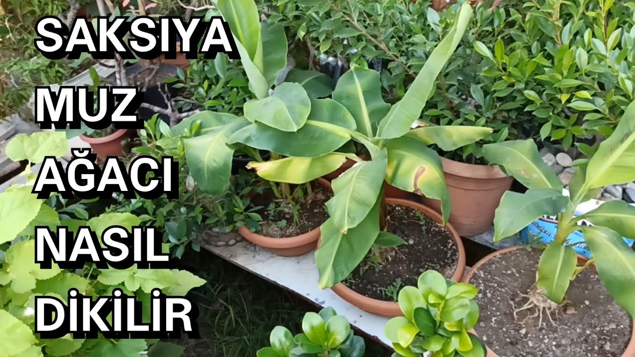 saksida muz agaci youtube