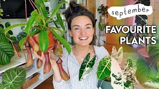 AMAZING Plants This Month  My Top 10 Incredible Houseplants Right Now