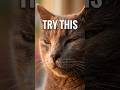 What Your Cat's Slow Blink REALLY Means#shorts