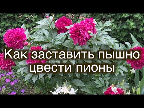 Видео: Как заставить мой снежный куст зацвести?