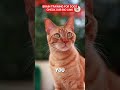 #cat #petsrule #cuteanimal #catvideos #cutecat #catcute #shorts