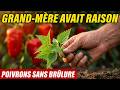 L'ORTIE DU JARDIN SUFFIT! Grand-mère ne dépensait rien — vos poivrons ne brûlent plus jamais.