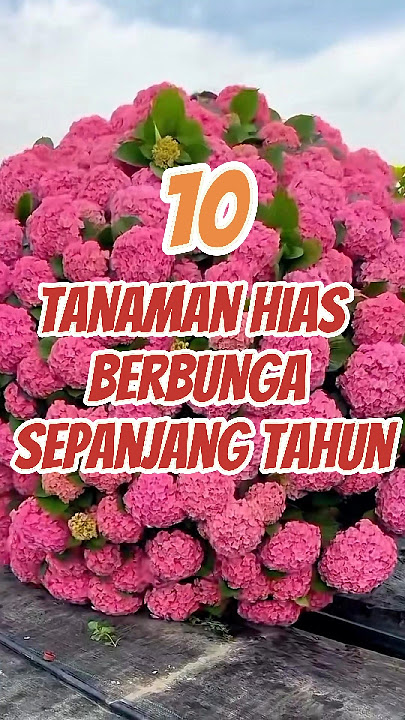 10 Tanaman Hias yang Berbunga Sepanjang Tahun