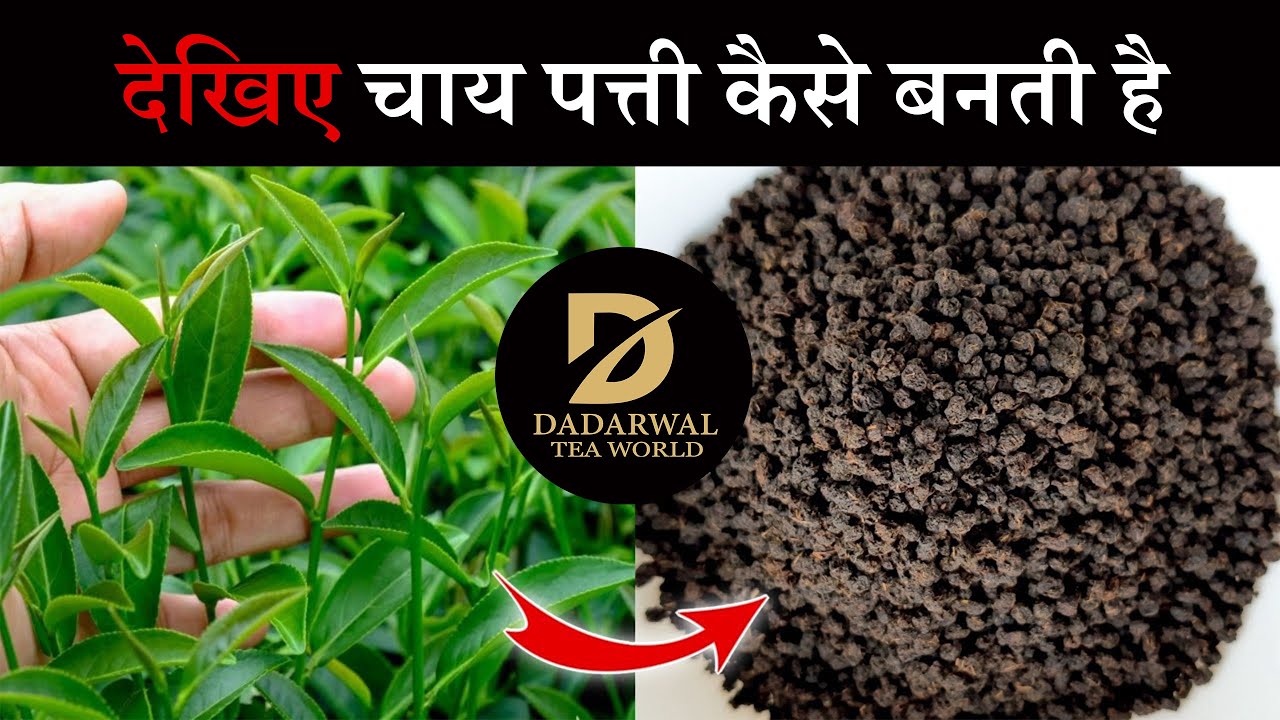 Dadarwal Tea चाय पत्ती कैसे बनती है Chai Patti Kaise Banti Hai/How to Make Tea in ...