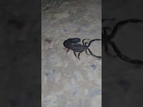 عقرب خائف من الموت    تربية العقرب في البرية