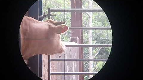 shooter unknown - air rifle pest control - part 2 on the jack Daws with the Daystate