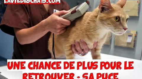 Comment Verifier Numero Identification Chat