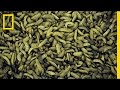 The Bugs That Decompose Bodies and Help Solve CSI Secrets | National Geographic