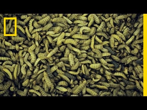 Wideo: Jak rozkładającymi się są owady?