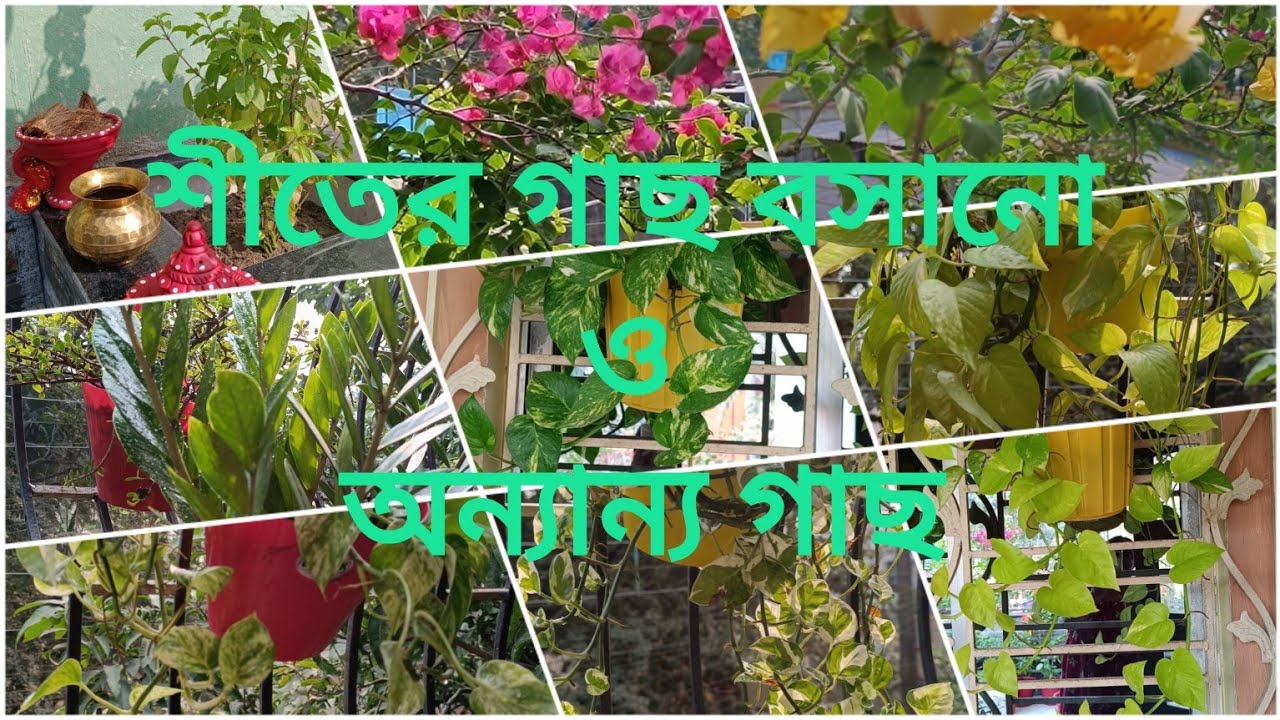 আমার শীতের গাছ বসানো ও অন্যান্য গাছ 