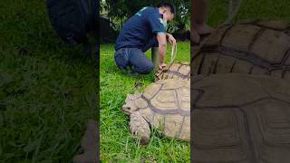 Mandikan Kura Kura Sulcata #Penangkaran #Breeding #Viral #Shortvideo #Shortindia