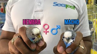 COMO SABER SI UN PERIQUITO ES MACHO O HEMBRA