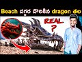 🔰Beach దగ్గర దొరికిన dragon తల | 10 Strange Things Found on Beach | Animal facts in telugu | Telugu