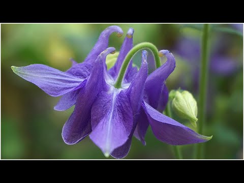 Video Hãy gọi tên em Vol.2 - Hoa gì đây? Để lại bình luận... - youtube