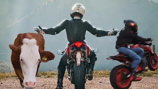 PASSO MANGHEN: mucche e motori