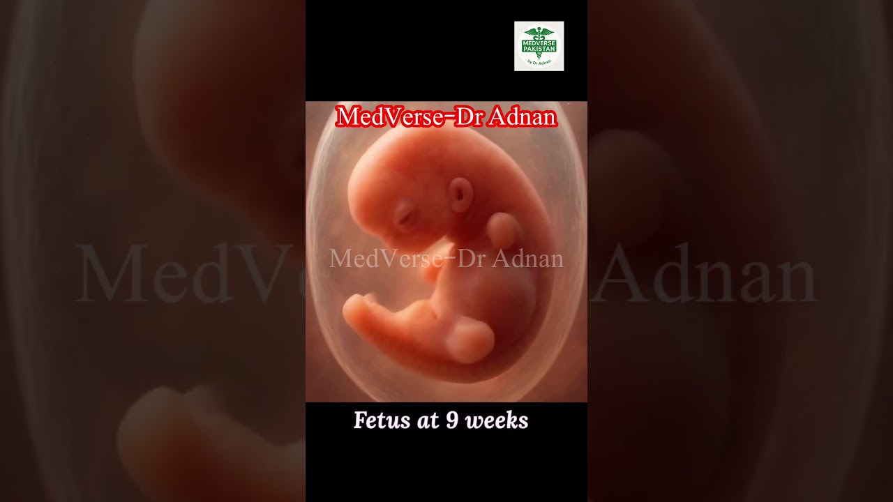 Fetus at different weeks during its development 
