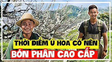 Hỏi - Đáp | Cây mận hậu | Thời điểm ủ hoa có nên bón phân cao cấp ? | Sỹ Nguyễn official