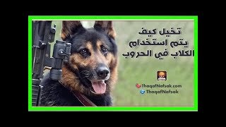 تخيل كيف يتم استخدام الكلاب في الحروب