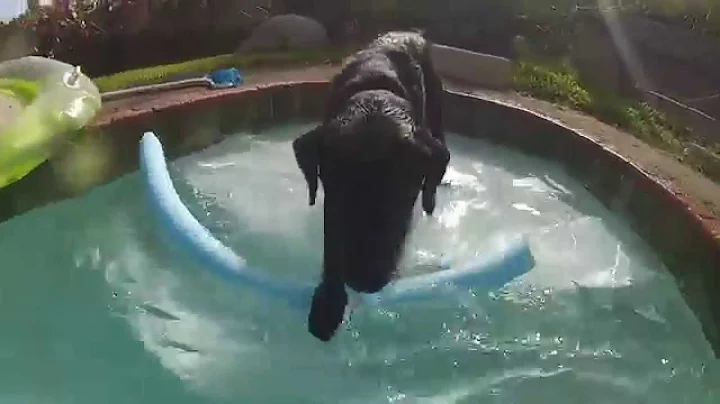 Roxy our Lab puppy loving the pool!