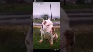 Sale For You Name Boss Age 2 Price 5000 Pit Bull Dog Location Amritsar