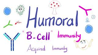 Humoral Immunity | The BLymphocytes | Immunology | Physiology