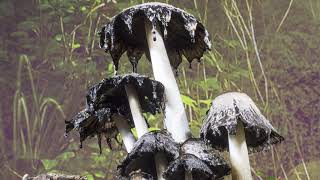 Shaggy Inkcap fungi time-lapse - UHD 4K by Steve Downer - Wildlife Cameraman 28,765 views 3 years ago 2 minutes, 25 seconds