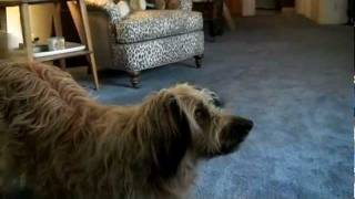 Buster Cornbread Dog Crawls through Living Room for Treat