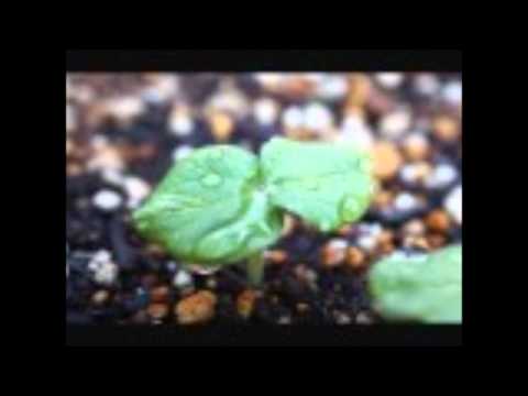 ゼロ　BUMP OF CHICKEN Cover