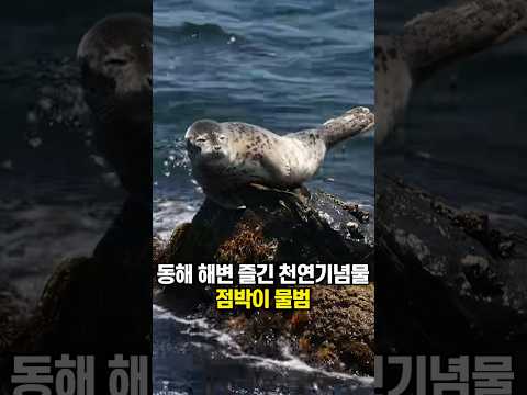 동해해변 즐긴 천연기념물 &amp;#39;<strong>점박이</strong> 물범&amp;#39;/ 채널A #shorts