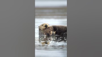 GIAN"CUTE but DEADLY: The Truth About Giant Otters 😍☠️ |  #giantotter #shorts #facts