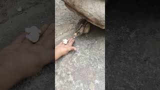 Love for animals ✅❤️?? shortsfeed ytshorts youtubeshorts shorts qutubminar Delhi India tour