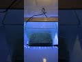 TEMU AquaScape SEEDS…do they work? #temu#aquascape#aquarium#freshwater#experiment#viral#plantedtank