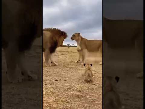 غضنفر المثير يستسلم أمام اللبؤة