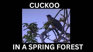 That's a sound to celebrate Spring in the forest - The Cuckoo