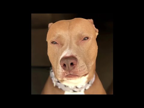 Dank Offensive Memes Compilation #245