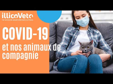 Vidéo: Allégements Fiscaux Et Animaux De Compagnie : Le Point De Vue D'un Vétérinaire