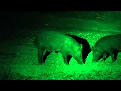 Hog Hunting - The Night Watch