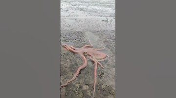 Học và Hỏi - Bạch tuột có sức sống mạnh mẽ đến mức nào? #khampha #xuhướng #cothebanchuabiet