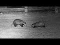 Resident badger attacks intruder badger  with sounds