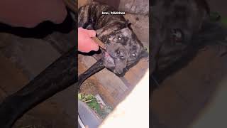 Leben retten🫶🏻 #savethedogsbih #pleasehelp #pleasedonate #animals #streetdogs #rescueddogs