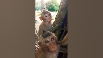 They are so cute #monkey #gorillas #orangutan #gorolla #animals #gorillatag #nature