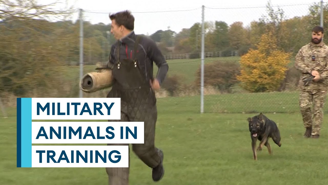 Behind the scenes at the Defence Animal Training Regiment YouTube