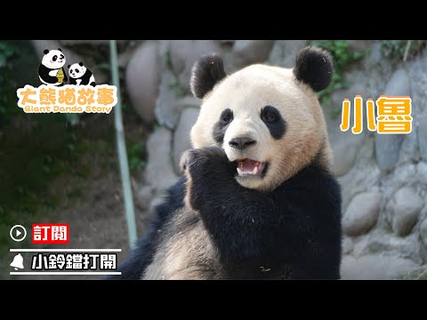 《大熊貓故事》第40期 大熊貓“小魯”的故事 | iPanda熊貓頻道