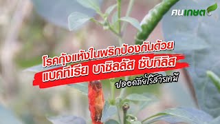 โรคกุ้งแห้งในพริกป้องกันด้วยแบคทีเรีย บาซิลลัส ซับทิลิส ปลอดภัยไร้สารเคมี