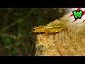 Surprised by a Slippery Salamander on the Trails! | Can I Catch It?