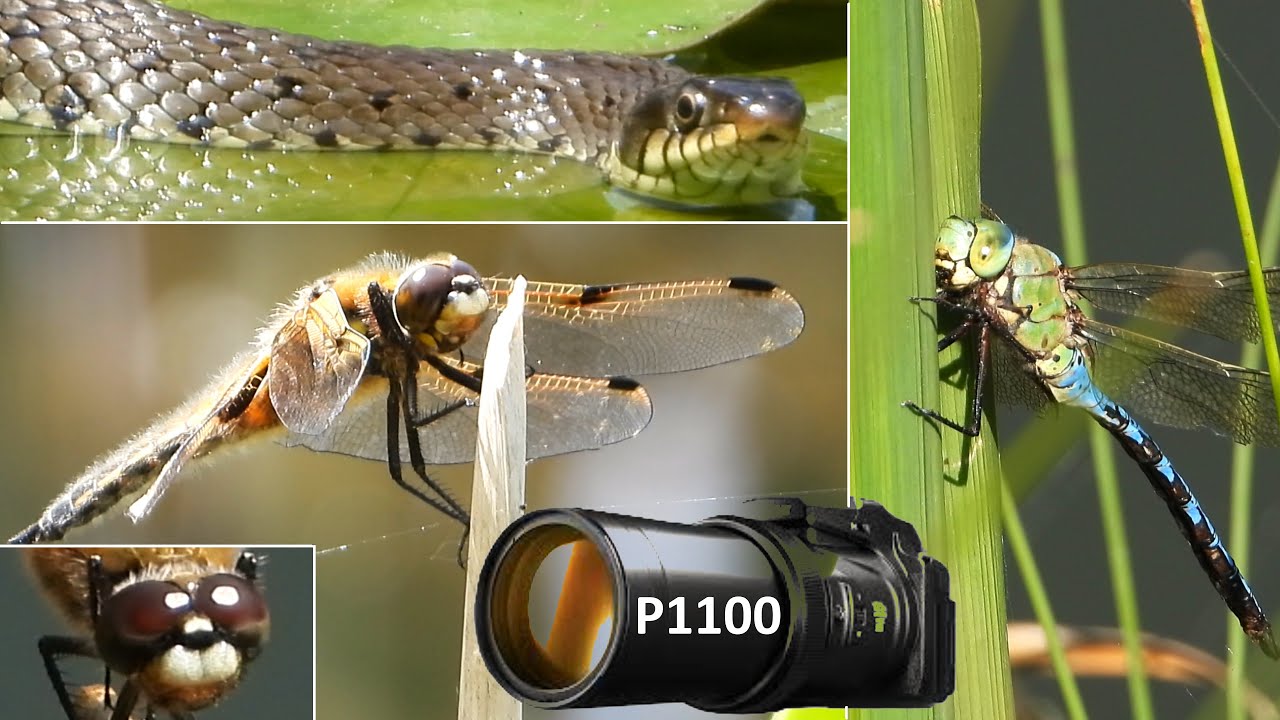 NIKON COOLPIX P1100 - HUNTING DRAGONFLIES AND SNAKES - getting real close to nature