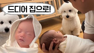 [VLOG] 강아지와 아기가 처음 만나는 순간!