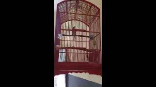 Download Lagu TRUCUKAN BALI GACOR Corr MP3