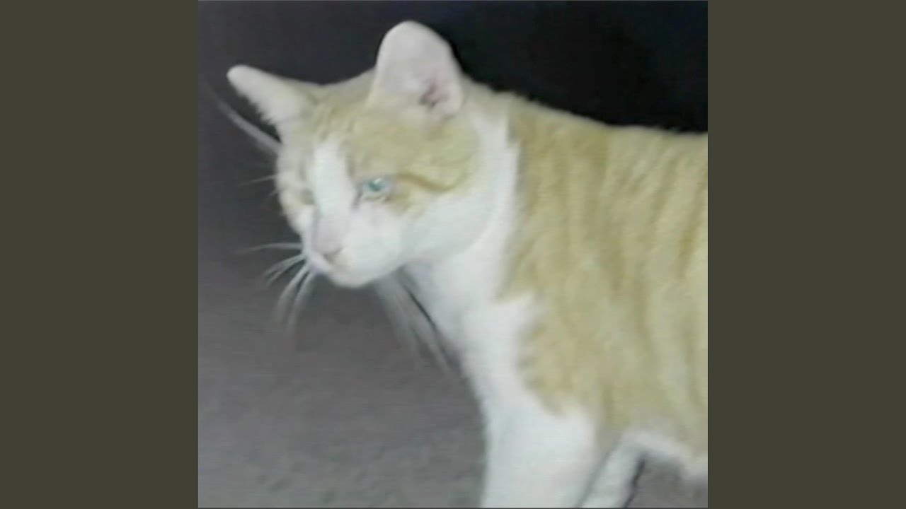 Me and Orange just hanging outside